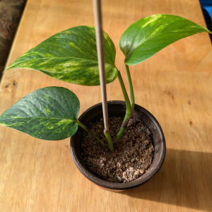 Golden Pothos - 4" Starter Plant