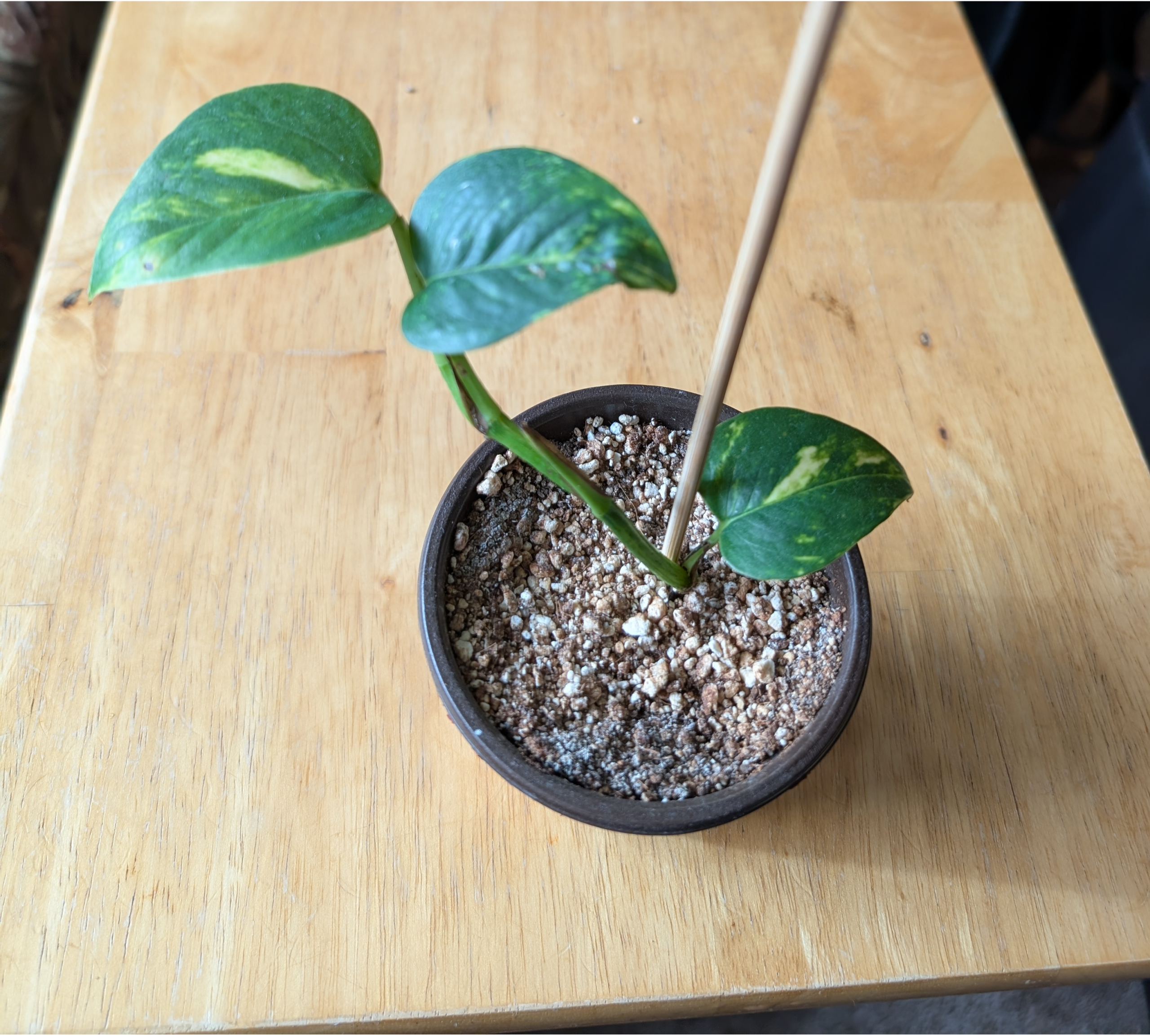 Hawaiian Pothos - 4" Starter Plant